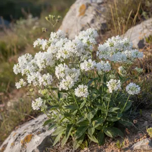 Centranthus ruber 'Albus'