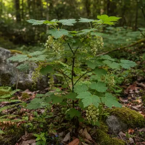 Ribes rubrum