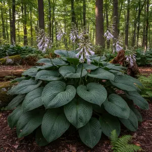 Hosta 'Empress Wu'