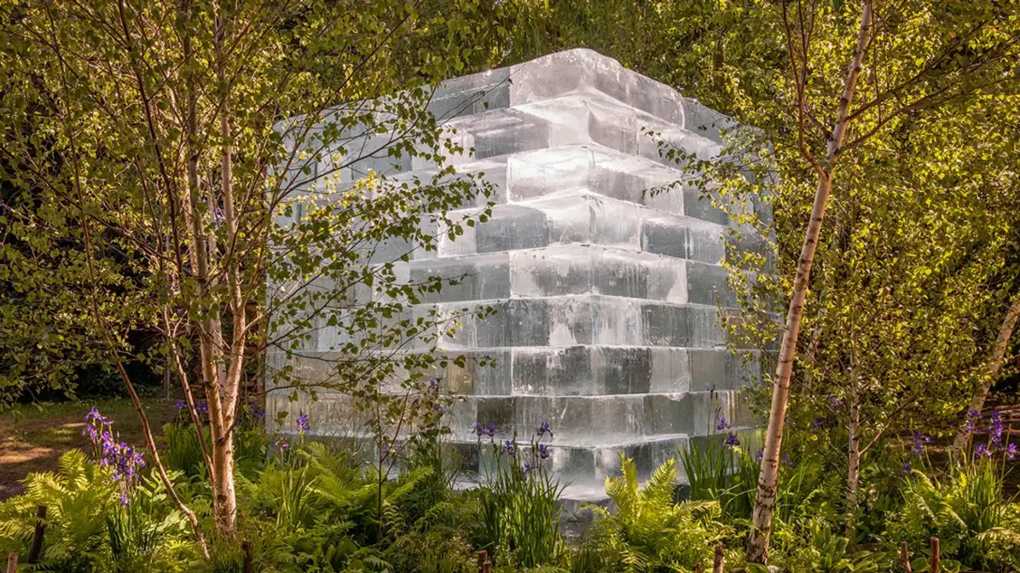 A striking pyramid-shaped structure built from clear ice blocks stands among silver birch trees, ferns, and purple irises in a tranquil, green garden.