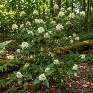 Ligustrum vulgare