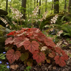 Heuchera americana 'Melting Fire'