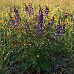 Baptisia australis 'Dark Chocolate'