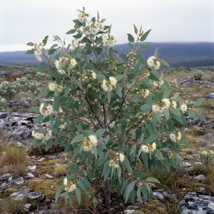 Eucalyptus gunnii 'France Bleu'