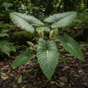Alocasia 'Gageana'