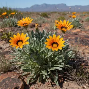 Gazania rigens