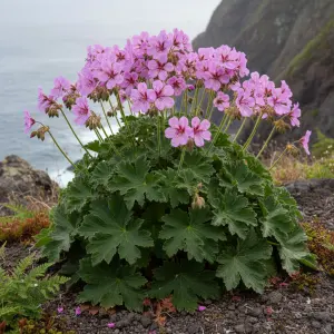 Geranium maderense