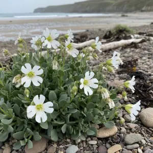 Silene maritima