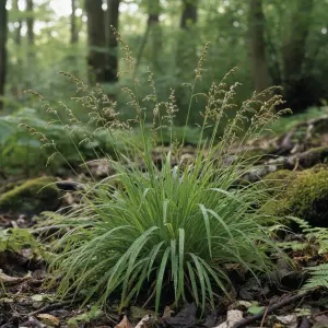 Carex remota