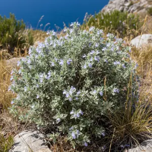 Teucrium fruticans