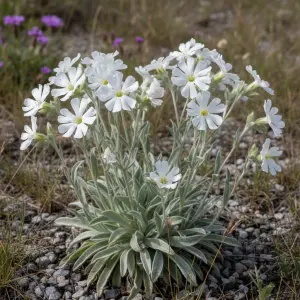 Silene coronaria 'Alba'