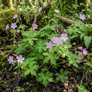 Geranium nodosum