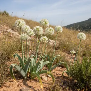 Allium 'Cowanii'