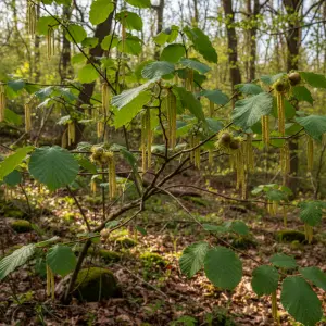 Corylus avellana 'Maxima'