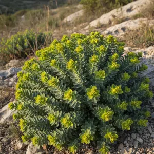 Euphorbia myrsinites