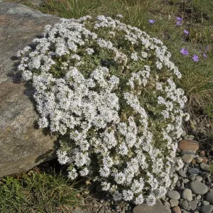 Thymus praecox 'Snowdrift'