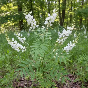 Galega officinalis 'Alba'