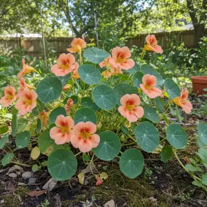 Tropaeolum majus 'Salmon Baby'
