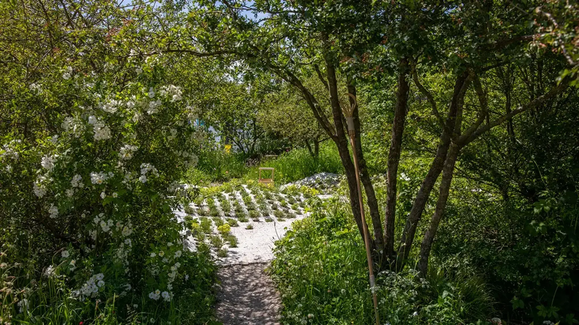 An urban foraging garden features a winding path, white flowering shrubs, mature trees, and structured gravel beds with small green plants.