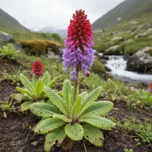Primula vialii 'Red Hot Poker'