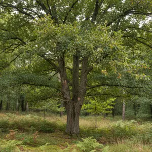 Ulmus 'Dodoens'