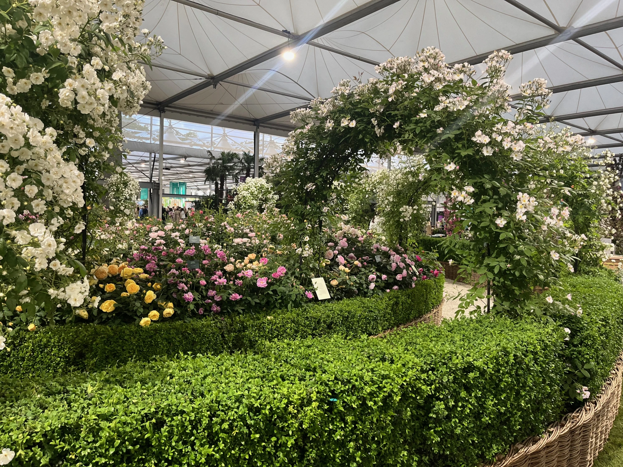 A lush, circular show garden with archways of white climbing roses, beds of pink and yellow bush roses, and neatly clipped green box hedges edged with woven wicker.