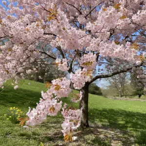 Prunus 'Accolade'