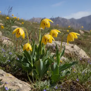 Tulipa spp.