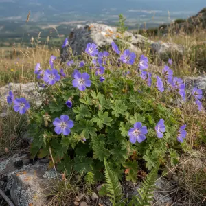 'Geranium' SABANI BLUE