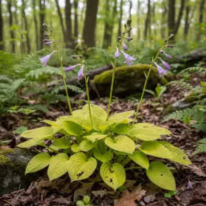 Hosta minor 'Goldbrook Form'