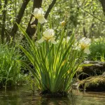 Iris pseudacorus 'Bastardii'