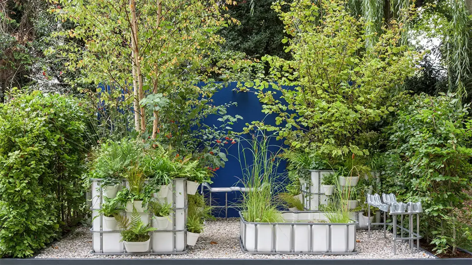 A lush container garden featuring white IBC tanks, stacked and horizontal, filled with ferns, grasses, and small birch trees on gravel, against a blue wall.