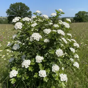 Crataegus monogyna