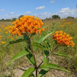 Asclepias tuberosa