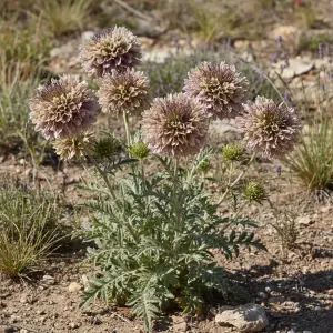 Scabiosa atropurpurea 'Fata Morgana'