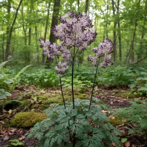 Thalictrum 'Black Stockings'