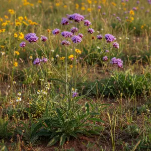 Verbena bonariensis