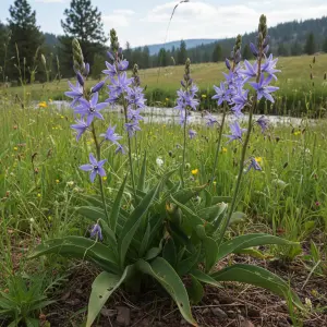 Camassia leichtlinii