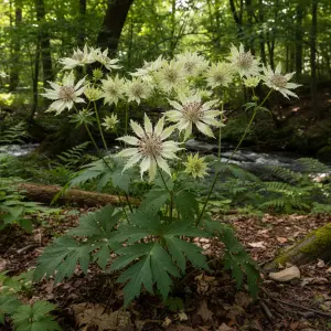 Astrantia major 'Shaggy'
