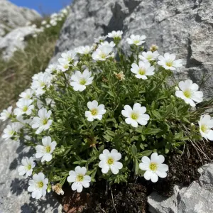 Arenaria montana