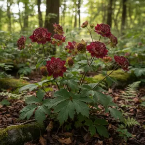 Astrantia 'Burgundy Manor'