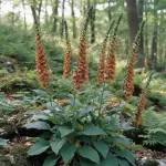 Digitalis ferruginea