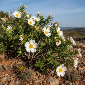 Cistus × cyprius
