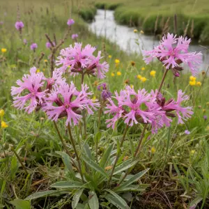 Lychnis flos-cuculi