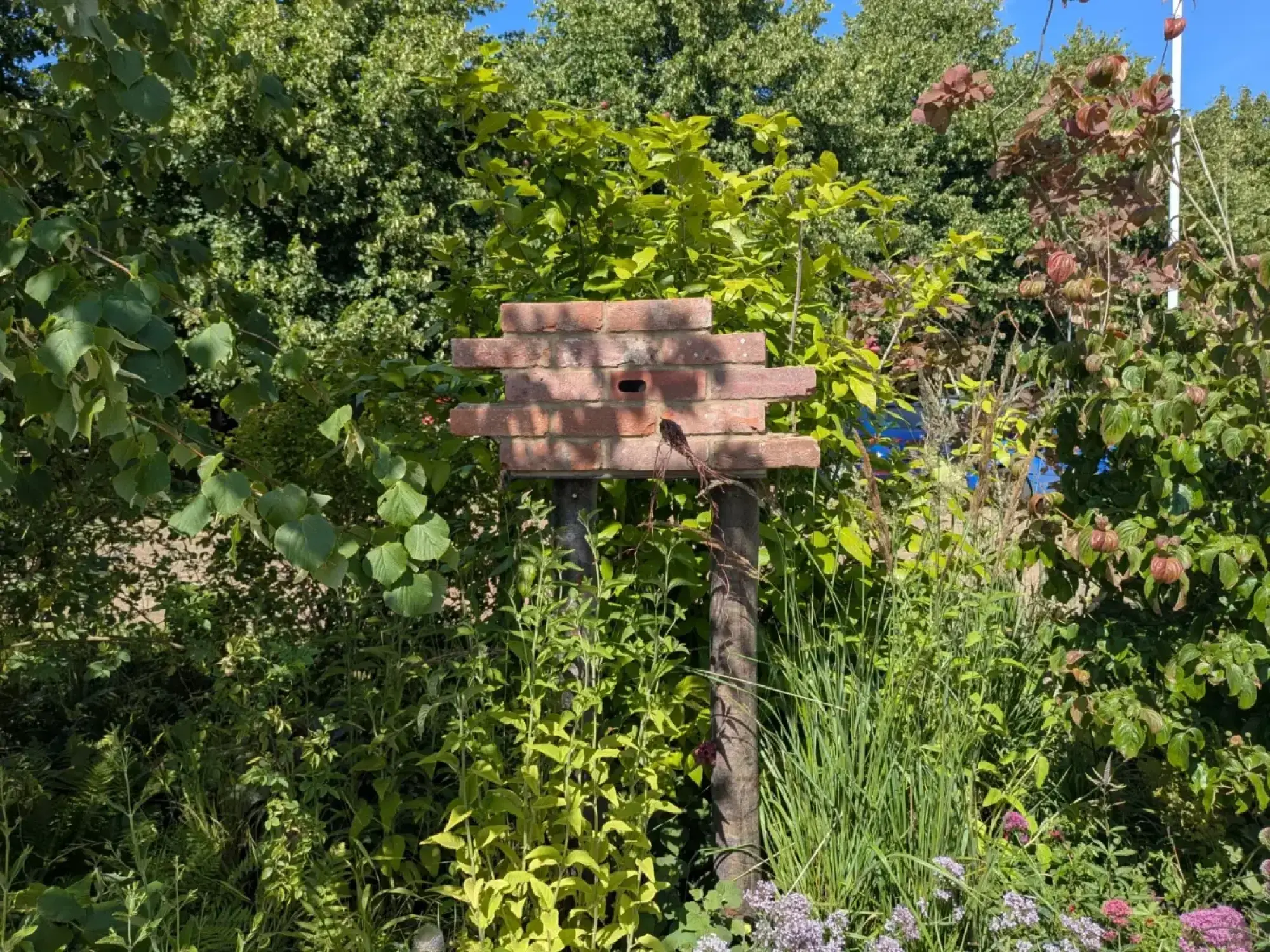 A wildlife-friendly garden featuring a swift brick nest box on wooden posts, surrounded by lush green foliage, grasses, and small purple flowers.
