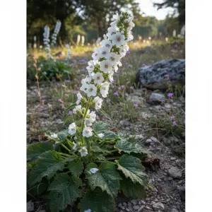 Verbascum nigrum 'Alba'