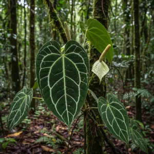 Anthurium magnificum
