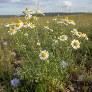 Tanacetum parthenium
