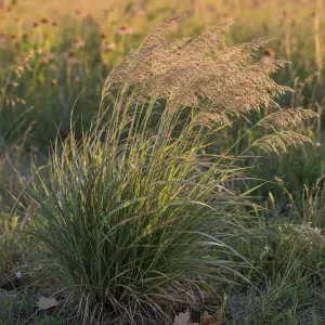 Panicum virgatum