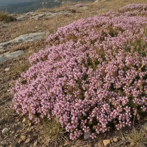 Thymus praecox 'Pink Chintz'
